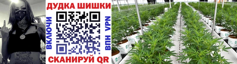продажа наркотиков  Людиново  Бошки марихуана марихуана 
